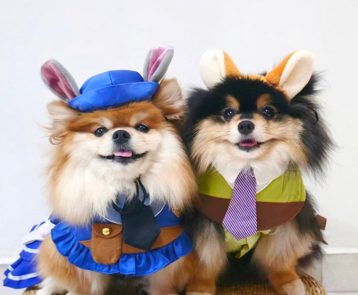 baileysthepom's testimonial