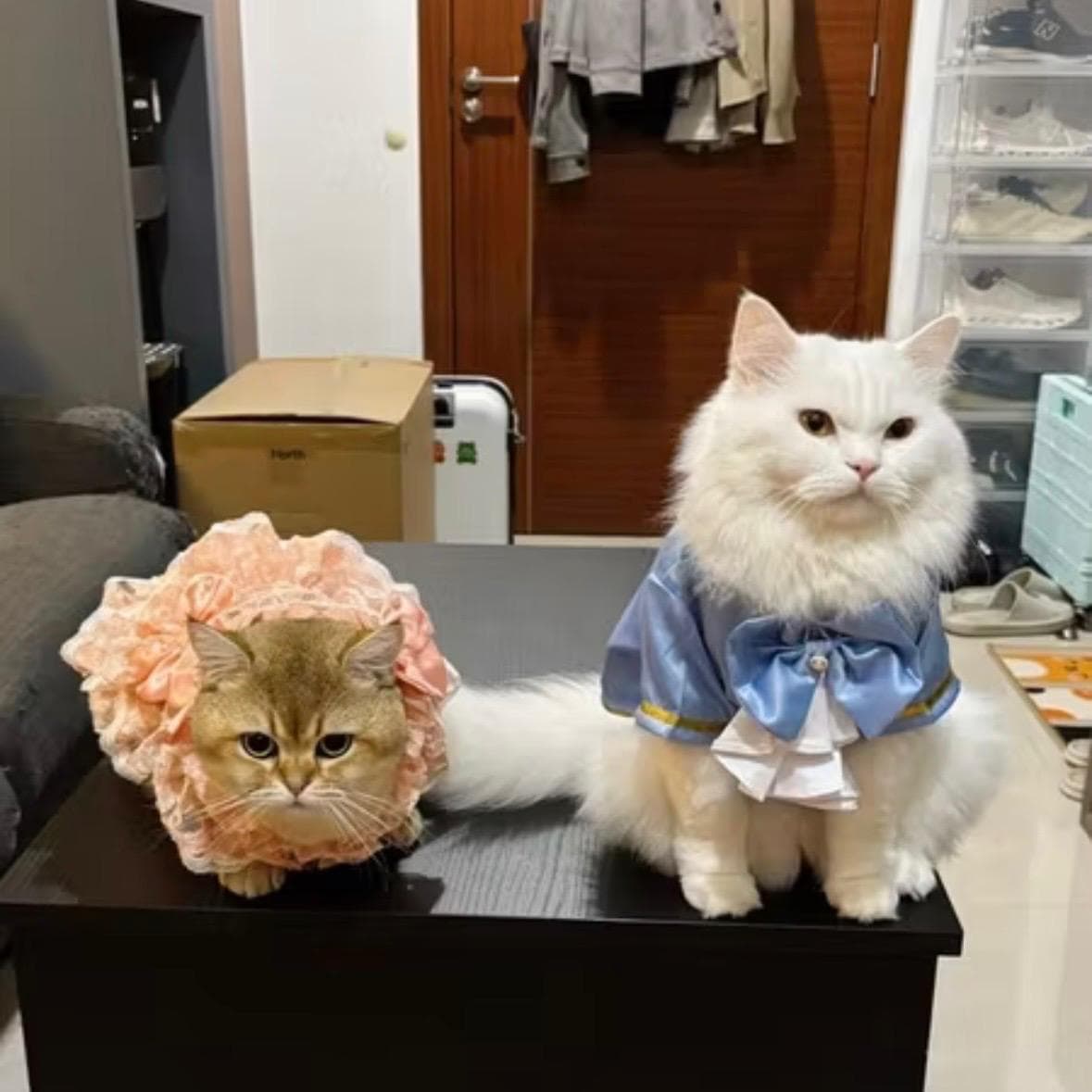 sillybinkie's testimonial