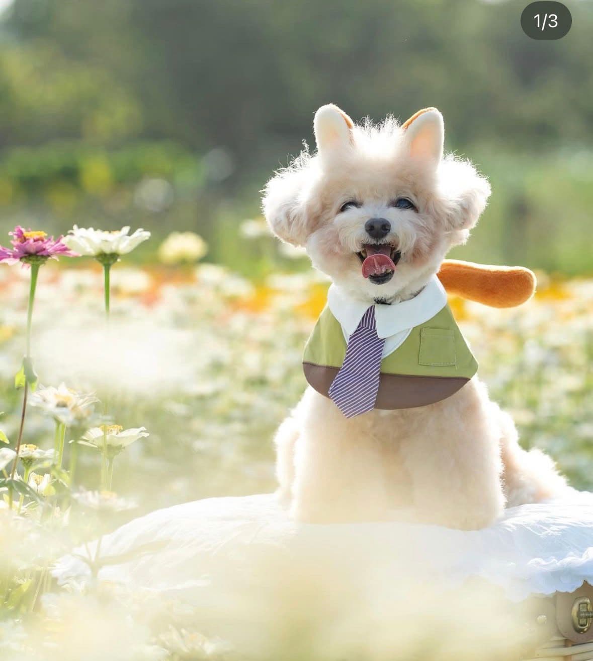 pawpow's testimonial