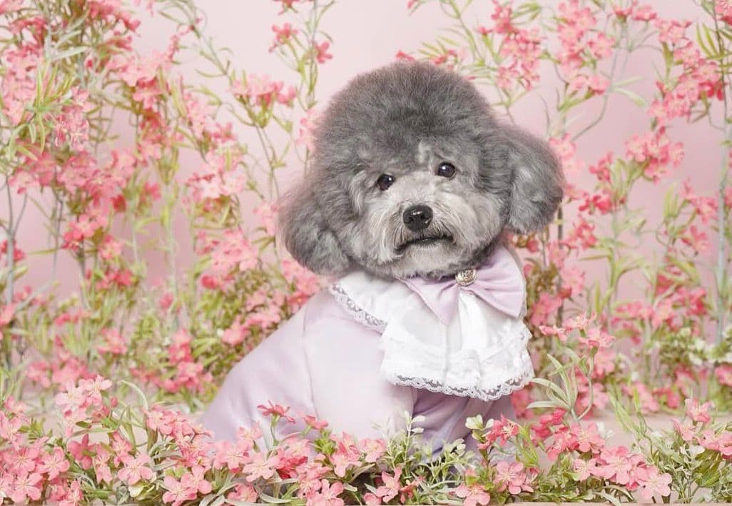 lunathepoodle's testimonial